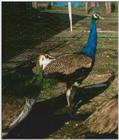Blue Peafowl - Pavo cristatus