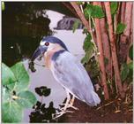 Boat-billed Heron