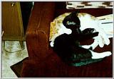 Kittens - boots01.jpg