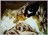 Kittens - boots02.jpg