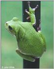 Barking Treefrog #1 (Hyla gratiosa)