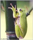 Barking Treefrog #2 (Hyla gratiosa)