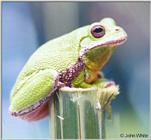 Barking Treefrog #3 (Hyla gratiosa)