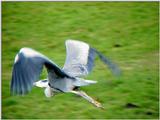 *3* - Grey Heron in flight - *