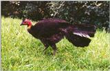 Brush Turkey