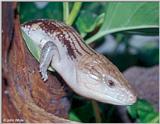 Blue-tongued Skink