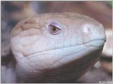 Blue Tongue Skink