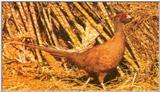 Ringneck Pheasant