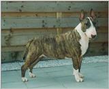 BULLTERRIER pics