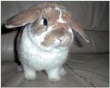 Lop Bunny - Bunjamin