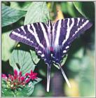 Butterfly #10