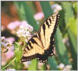 butterfly #3
