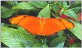 Butterfly #4