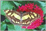 Butterfly #5