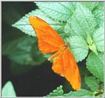Butterfly #6