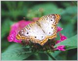 Butterfly #7