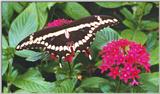 Butterfly #8