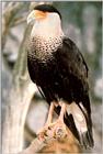 buzzard --> Crested Caracara