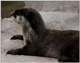 Otters by request - OTTER.jpg [01/01]