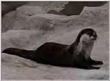 Otters by request - OTTER1.jpg [01/01]