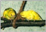 budgie`s (melopsittacus undulatus)