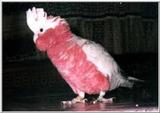 galah (eolophus roseicapillus)