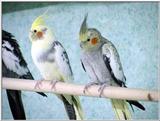 cockatiels (nymphicus hollandicus)