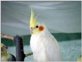 cockatiels (nymphicus hollandicus)