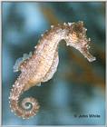 Sea Horse #1