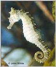 Sea Horse #4