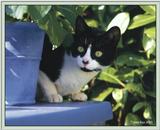 Cute Kitties For the Group ( Dedicated to Uni & Yaliht ) - c kat03.jpg(1/1) 50555 bytes