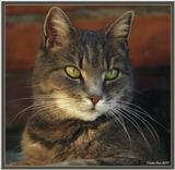 Cute Kitties For the Group ( Dedicated to Uni & Yaliht ) - c kat10.jpg(1/1) 84051 bytes