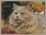 Cute Kitties For the Group ( Dedicated to Uni & Yaliht ) - c kat11.jpg(1/1) 70882 bytes
