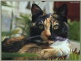Cute Kitties For the Group ( Dedicated to Uni & Yaliht ) - c kat12.jpg(1/1) 73648 bytes