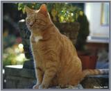 Cute Kitties For the Group ( Dedicated to Uni & Yaliht ) - c kat13.jpg(1/1) 73022 bytes