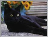 Cute Kitties For the Group ( Dedicated to Uni & Yaliht ) - c kat15.jpg(1/1) 60340 bytes