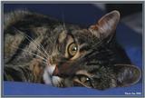 Cute Kitties For the Group ( Dedicated to Uni & Yaliht ) - c kat16.jpg(1/1) 91267 bytes