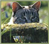 Cute Kitties For the Group ( Dedicated to Uni & Yaliht ) - c kat17.jpg(1/1) 93825 bytes