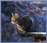 Cute Kitties For the Group ( Dedicated to Uni & Yaliht ) - c kat18.jpg(1/1) 119236 bytes