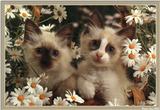 S'more Kitties ( See 003index ) 14 files Total - c kat22.jpg(1/1) 125291 bytes