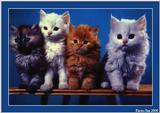 S'more Kitties ( See 003index ) 14 files Total - c kat24.jpg(1/1) 58403 bytes