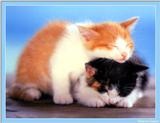 S'more Kitties ( See 003index ) 14 files Total - c kat25.jpg(1/1) 69667 bytes