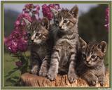 S'more Kitties ( See 003index ) 14 files Total - c kat30.jpg(1/1) 98896 bytes