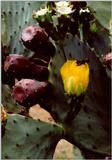 Prickly Pear Cactus and Bee - Beech Island, SC - cactus04.jpg