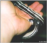 Snake bite