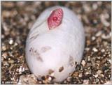 An albino California King Snake Hatching