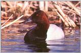 Canvasback