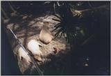 Montreal's Biodome: capybaras.jpg