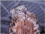 Snow Leopard #2