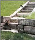 Game of cat and, um, bird